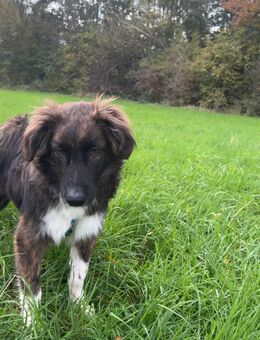 Yuki sucht dringend ein zu Hause - Fließem