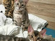 Reinrassige Blue Silver Spotted Tabby Bengal Kitten mit Stammbaum - Schwäbisch Gmünd