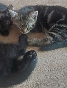 Katzenbabys abzugeben - Steinberg (Sachsen)