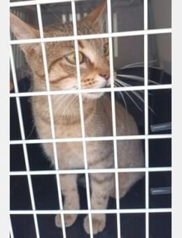 Manila - Ruhig, zart und freundlich - Aichwald