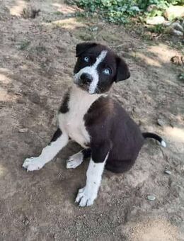 Mischlingswelpen, Husky- und Labradormischling - Ludwigsburg