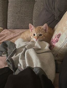 6-7 Monate alter Kater abzugeben bitte in Hände mit anderen Katzen - Hamburg