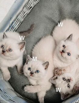 BTK Kitten reinrassig - Mainz