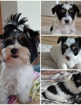 Biewer yorkshire terrier - Medebach (Hansestadt) Zentrum