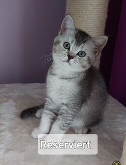Britisch Kurzhaar Kitten - Waghäusel