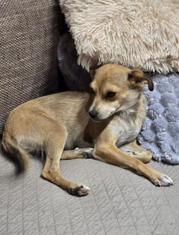 Pixie - Zarte Mama sucht ein eigenes Körbchen - Duisburg