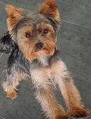 Yorkshire Terrier Rüde sucht Hündin zum Decken in 44319