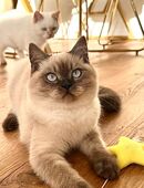 Ragdoll Geschwisterpäärchen in 47441