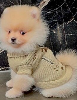 Zwergspitze Pomeranian Welpen mit Stammbaum - Saarlouis Zentrum