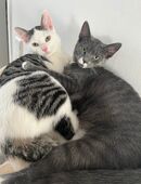 EKH Katzen verkaufen in 44532