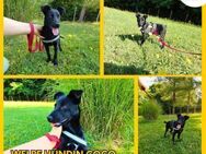 Coco Welpe Mischling Hündin - Margetshöchheim