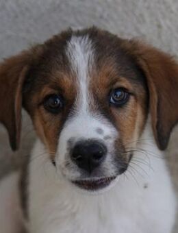 Florin, geb. ca. 05/2025, GRIECHENLAND - Euskirchen