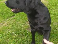 Labrador golden Retriever Mischling sucht ein neues zu Hause - Schafflund