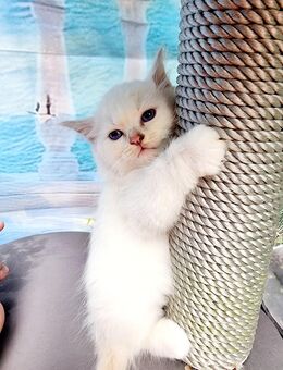Heilige Birma Kitten/Mädchen - Overath