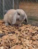 Widder Zwergkaninchen Hasen Kaninchen in 73765