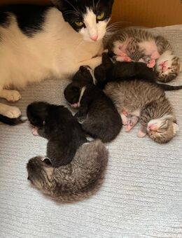Kitten Babykatze Kater Katze - Stuttgart
