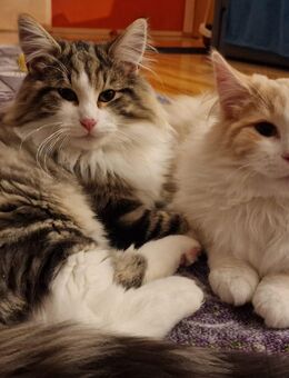 Norwegische Waldkatze, 2 Kater abzugeben! - Frauenstein Zentrum