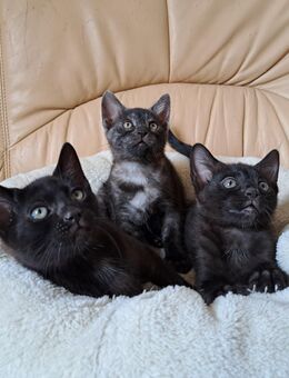 Fantastische Bengal Mädels smoke und melanistic - Haßloch