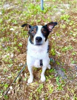 Dein neuer Gefährte - Dillingen (Donau)