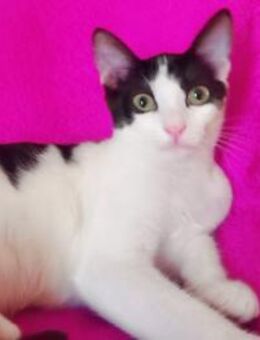 Lux Pascal aus dem Tierschutz - Grevenbroich