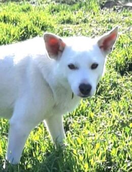 Sozialer, freundlicher und aktiver Robi - Berlin