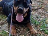 DORIS-VA, liebevolle Rottidame sucht - Neustadt (Rübenberge)