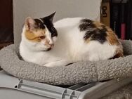 Verschmuste Alba sucht warmes Körbchen - Margetshöchheim