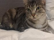 🆘 Notfall🆘️ hundeliebe Stella❤️ - Eislingen (Fils)