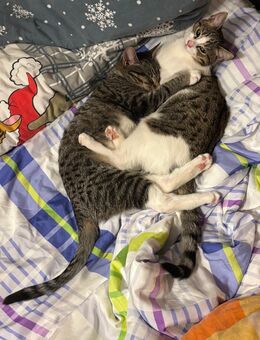 Kitten Schwestern suchen ein Zuhause - Dorsten