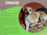 Die süße Lotti sucht ein Zuhause - Schwerte (Hansestadt an der Ruhr)
