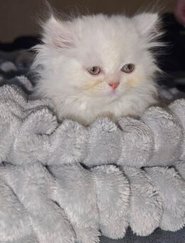 Persische Kater - Krefeld