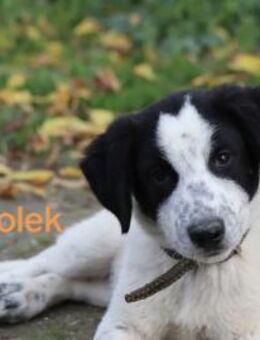 Bolek - Welpe sucht Familie 07/25 (GRC) - Ruppertsecken