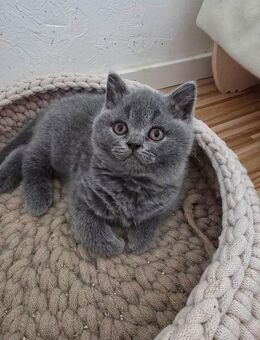 sehr verschmuste Britisch Kurzhaar Katze - Arenshausen