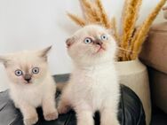 BKH Kitten suchen Liebevolled zuhause - Bremen