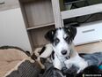 Lucy, aktives Zuhause gesucht in 33034