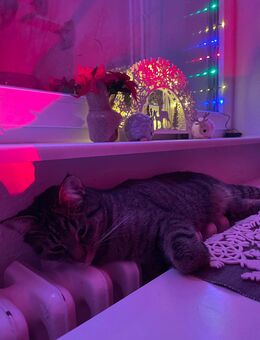 Kleiner Kater Kumpel gesucht - Berlin Reinickendorf