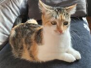 Katzenkinder EKH/BKH Mix zu verkaufen - Ohrdruf Zentrum