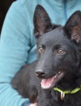 Liebenswerter Elmo sucht seine Menschen - Essen