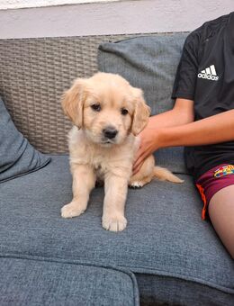 Golden retriever - Bad Hönningen