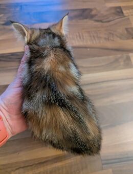 Süsse mix katzen,Maine coon,Perser,ekh - Kyritz