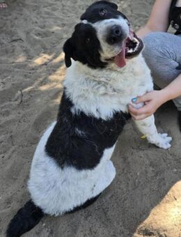 Rabies, ein Seelenhund - Köln