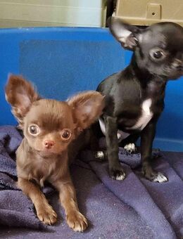 Süße Chihuahuawelpen, 2 Rüden - Chemnitz