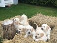 Golden Retriever Welpen in 95615