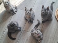 3 hübsche reinrassige BKH Kitten ab Ende September in liebevolle Hände abzugeben - Müden (Aller)