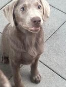 Labrador welpen mit Papieren und Gesundheitszeugnis in 85077