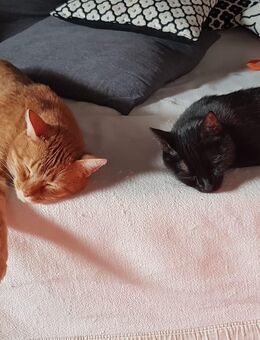 Wohnung gesucht in Friedrichsdorf – Azubi mit Katzen - Friedrichsdorf