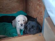 Labrador Welpen - Buttelstedt