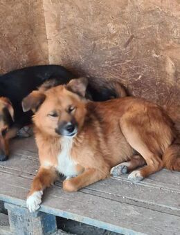 Schüchterner ZIGGY sucht Zuhause - Neuberg