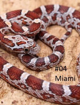 Kornnattern Jungtiere 2025 Miami het. Sunkissed - Lüneburg