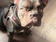 Französische Bulldogge 8 Monate Rüde Schoko - Essen